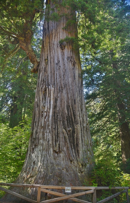 The Big (Redwood) Tree